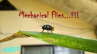 Insect Species - Blow Flies | Common Green Bottle Fly (Lucilia sericata) |