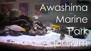 水槽をボケーッと眺めてるだけ[あわしまマリンパーク｜静岡県沼津市] Awashima Marine Park Aquarium , Numazu city.