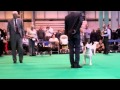 Limit Dog Bull Terriers Crufts 2013 Emred Devils Spy moving