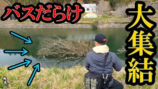 The tree that bore huge bass that we found on the day when everyone was saying they couldn't catc...