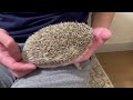 ハリネズミのお部屋さんぽ•ぽっちゃりもか編 hedgehog room walk 【harry＆moka】