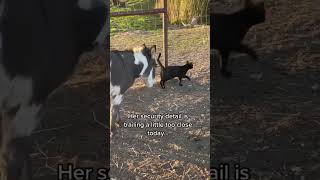 Our livestock guardian dog and mini donkey are obsessed w our farm cat😂