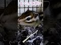 しまりす「ポン吉」プレ動画５。【ペット】【シマリス】【chipmunk】【squirrel】【kawaii】【cute】