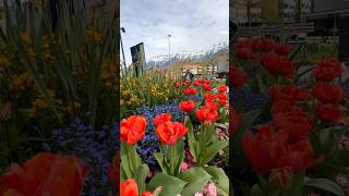 Interlaken switzerland ฤดูใบไม้ผลิ ดอกไม้เริ่มผลิบาน