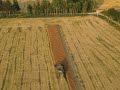 Canola harvest Part 2