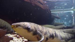 Granddad the Australian Lungfish