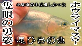 【真冬の北海道・フライフィッシングの現実】【未公開・秋の思い出！ニジマスとホウライマス】