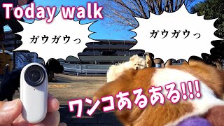 [Insta360 GO2 WanTuber] I saw it with a dog camera! A certain Jack Russell Terrier