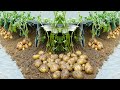 Tips Growing Potatoes In A Plastic Container | Maximized Tuber Yield