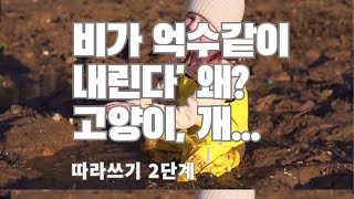 '비가 억수같이 내린다'에 고양이, 개는 왜?