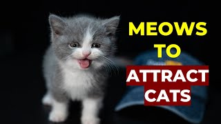 Kitten meows to ATTRACT CATS! Make Your Cat Come to You