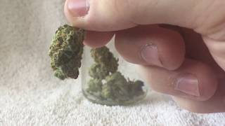 Mango Haze Strain Review!!!