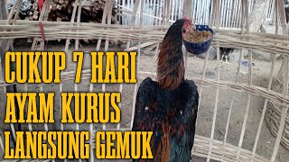 CARA CEPAT TEPAT MENGGEMUKKAN AYAM KURUS