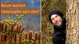 Warum wachsen Tannenzapfen nach oben?