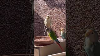 【ウロコインコ　コザクラインコ】ジルは遠慮がち #lovebirds #greencheekconure #parakeet