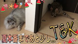 暑すぎる日は昼はダラダラ涼しい夜に行動　　　サバンナキャット ラグドールノルウェージャン