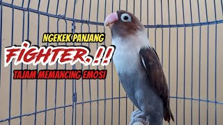 Suara Burung Lovebird NGEKEK PANJANG, Suaranya TAJAM Memancing Lovebird Bisu Macet Langsung NYAUT