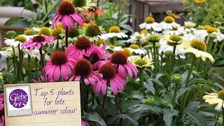 Top 5 plants for late summer colour