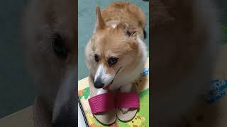 ママのスリッパにお手々が入った犬! #コーギーのいる暮らし  #corgi