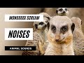 The Animal Sounds: Mongoose Scream Sound / Sound Effect / Animation