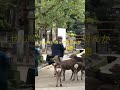 早朝、せんべいをねだる神鹿。朝は空腹の鹿。　 shorts 奈良公園 narapark 奈良の鹿　 deer