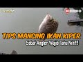 Karakteristik Dan Habitat Mancing Ikan Kiper Scatophagus Argus Fish