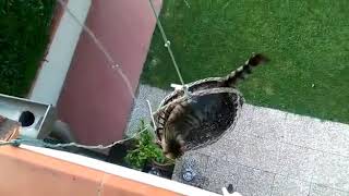 Owner Lifts Cat Up Building in Basket - 984778-2