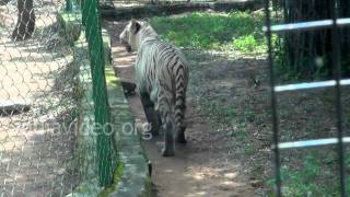 White tiger, Bannerghatta National Park, Banglore