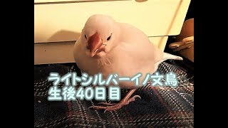 生後40日目 ライトシルバーイノ文鳥ぴよりん#11