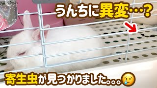 うさぎさんのうんちがやわらかい！？病院の検査で寄生虫が検出されました。【7じかんめ】