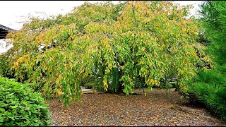 しだれ桜の紅葉が始まった典厩寺・4K