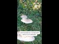 Paul Stamets shows us Macrolepiota procera!