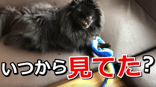 【黒ポメラニアンふぅ】遊んでいるのがバレた時の反応がおもしろい犬w