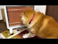 why shibe can easily walk on ice