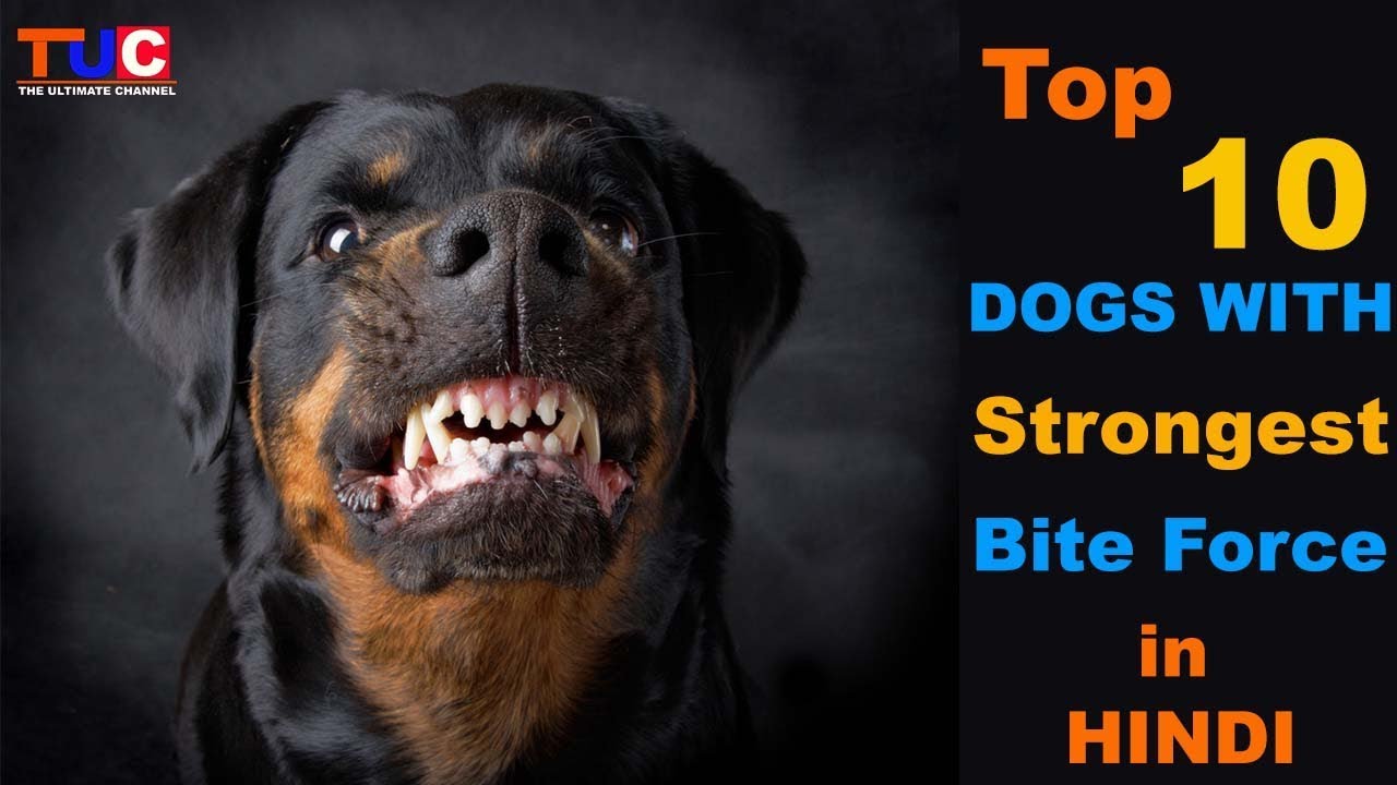 Top 10 Dogs With Strongest Bite Force : TUC :The Ultimate Channel - YouTube