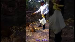 Papa ki pari hu mein Song/ Fathers day/ monkey 🐒lovers/ funny animal video