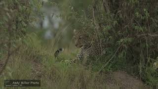 2023 03 Leopards of the Maasai Mara
