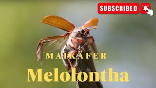 Maikäfer (Melolontha) - Cockchafer, Maybug, Maybeetle or Doodlebug