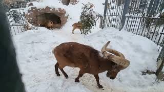 A group of East Caucasian turs in snowy enclosure