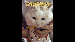 #夹子猫 #双标猫 #这小猫谁养谁不迷糊啊