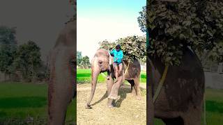 Please subscribe kijiye 🙏🙏🤩🤩🐘🐘