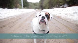 Help, Hope, Healing - The Power of Adoptions