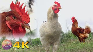 4K Roosters and chickens a rainy day in the farm - Roosters crowing, Hens clucking