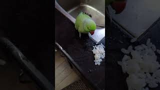 രാവിലെ തന്നെ പുതിയ അതിഥി എത്തി #minivlog #comments #birds #shortvideo #shorts #like #share#subscribe