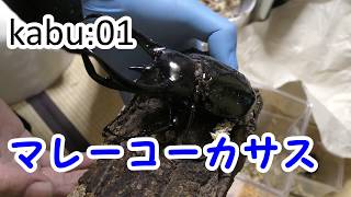 【マレーコーカサス】カブトムシ開封動画