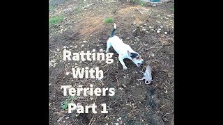 Ratting With Terriers Part 1