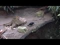 biodome montreal full tour