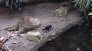 Biodome Montreal Full Tour