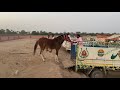 dangerous loading of mare at hanumangarh horse fair 😧 beanttulewal hanumangarhmela