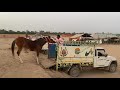 dangerous loading of mare at hanumangarh horse fair 😧 beanttulewal hanumangarhmela